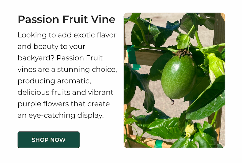Passion Fruit Vine