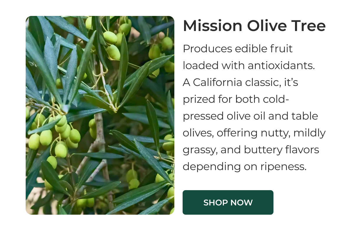 Mission Olive Tree