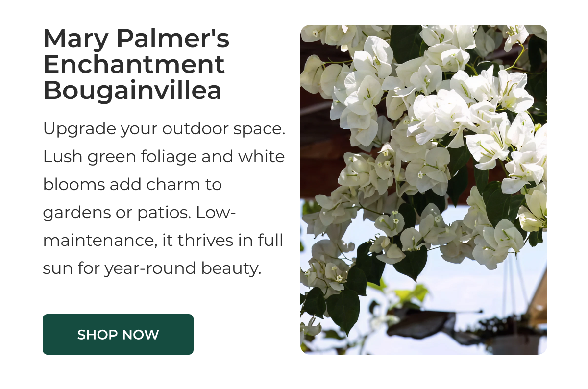 Mary Palmer's Enchantment Bougainvillea