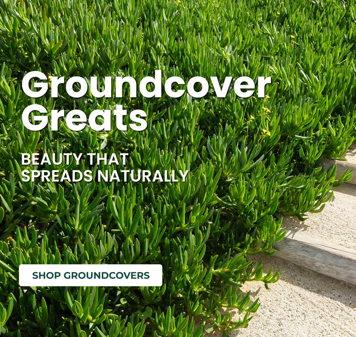 Groundcover Greats BEAUTY THAT SPREADS NATURALLY  SHOP GROUNDCOVERS