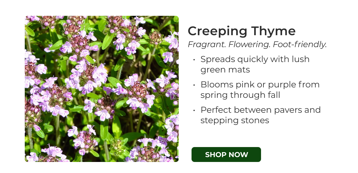 Creeping Thyme