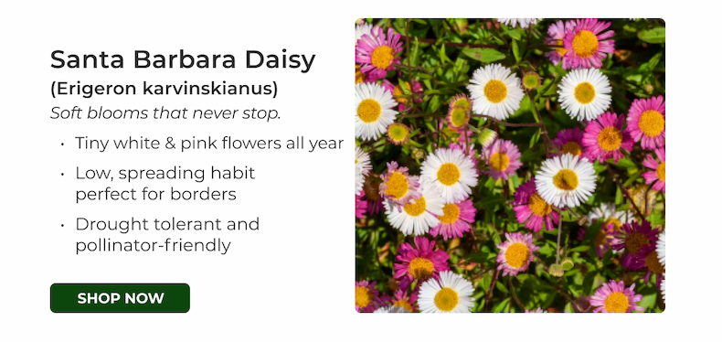 Santa Barbara Daisy