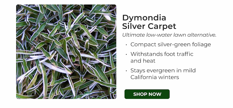 Dymondia Silver Carpet