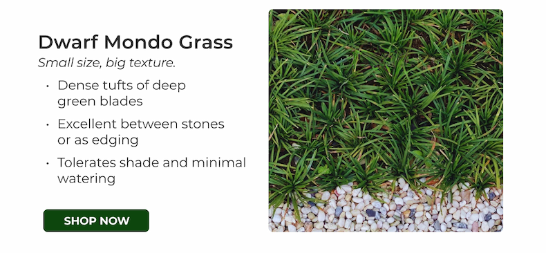 Dwarf Mondo Grass