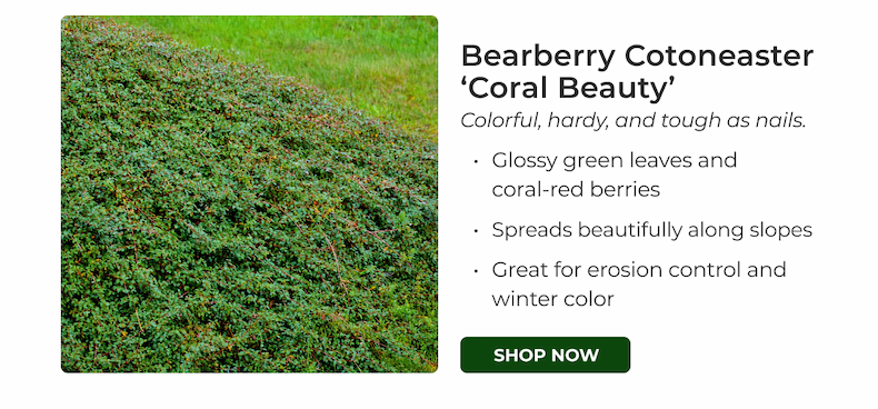 Bearberry Cotoneaster 'Coral Beauty'