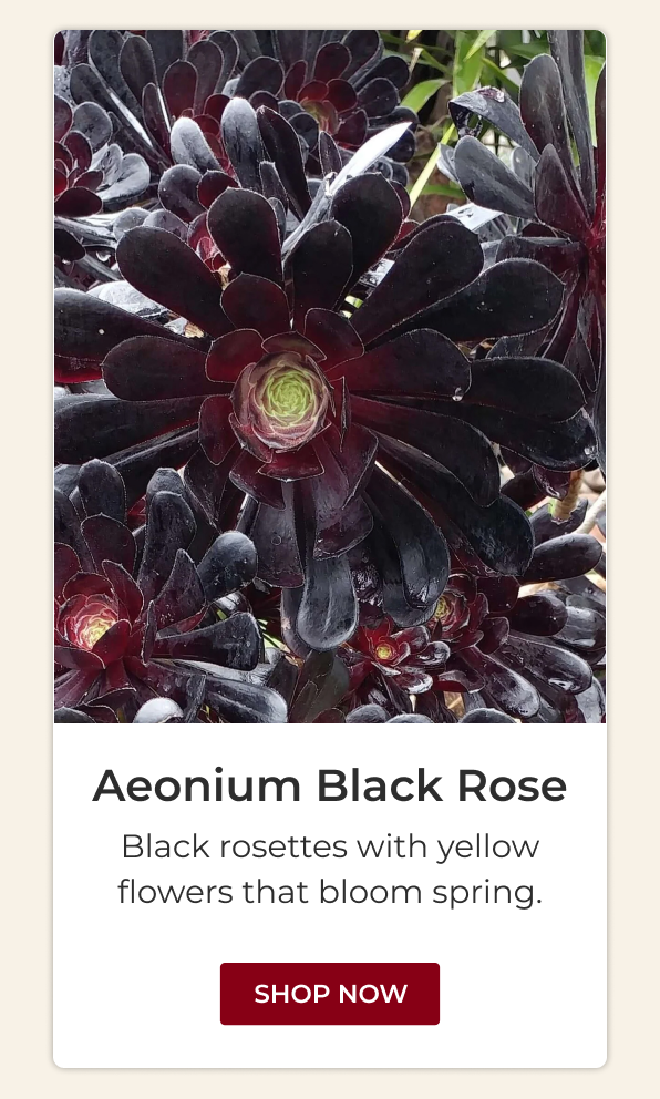 Aeonium Black Rose