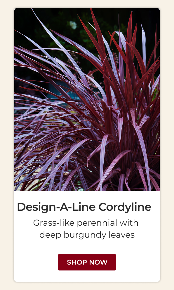 Cordyline Design-a-line Burgundy