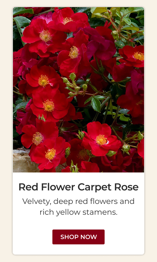 Red Flower Carpet Rose
