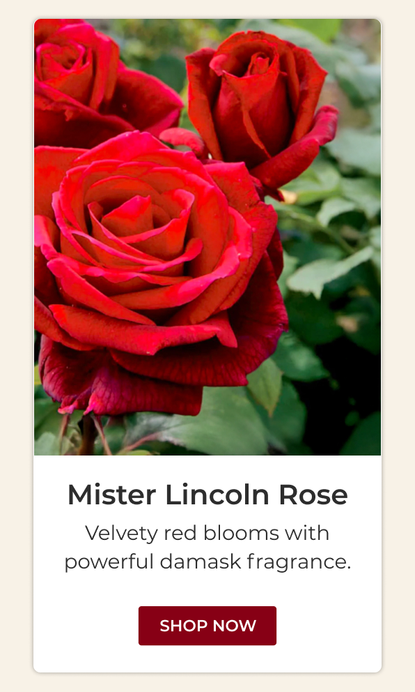 Mister Lincoln Rose