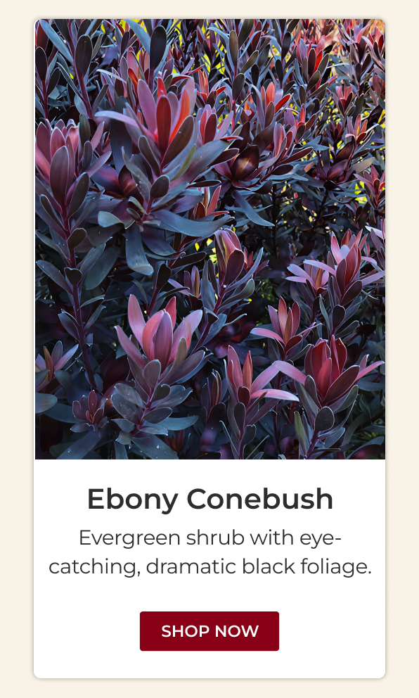 Ebony Conebush