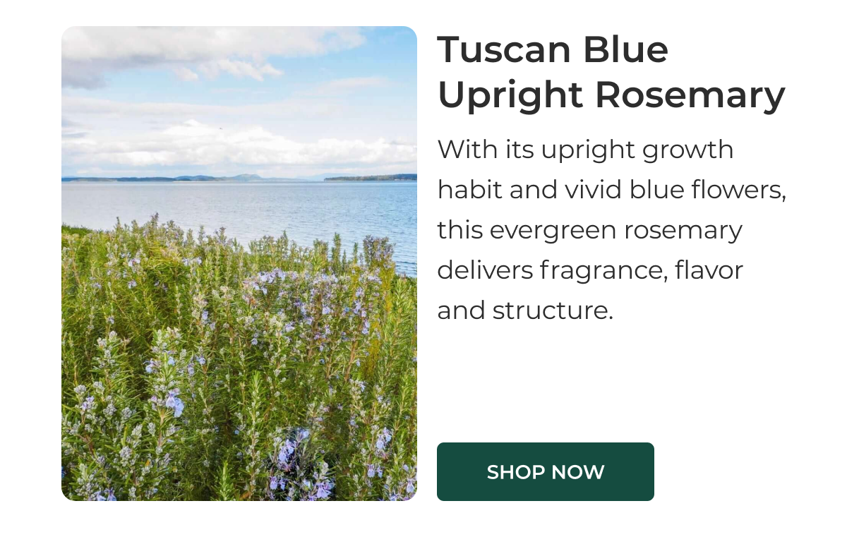 Tuscan Blue Upright Rosemary
