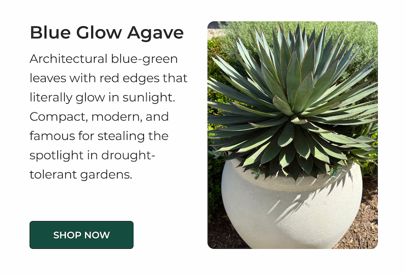 Agave Blue Glow