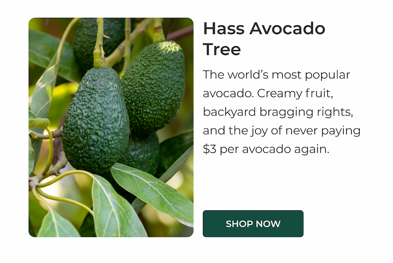 Hass Avocado Tree