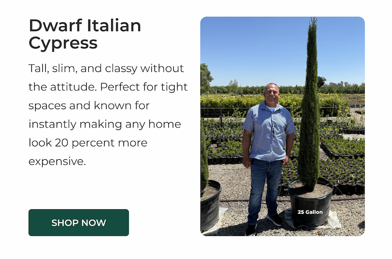 Dwarf Italian Cypress