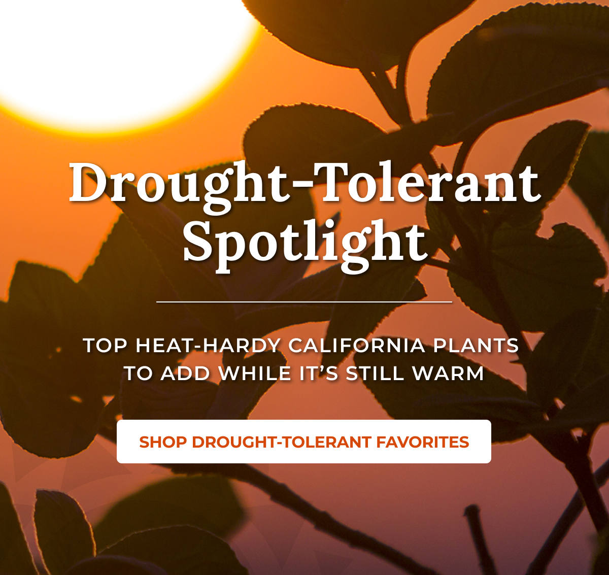 Drought-Tolerant Spotlight