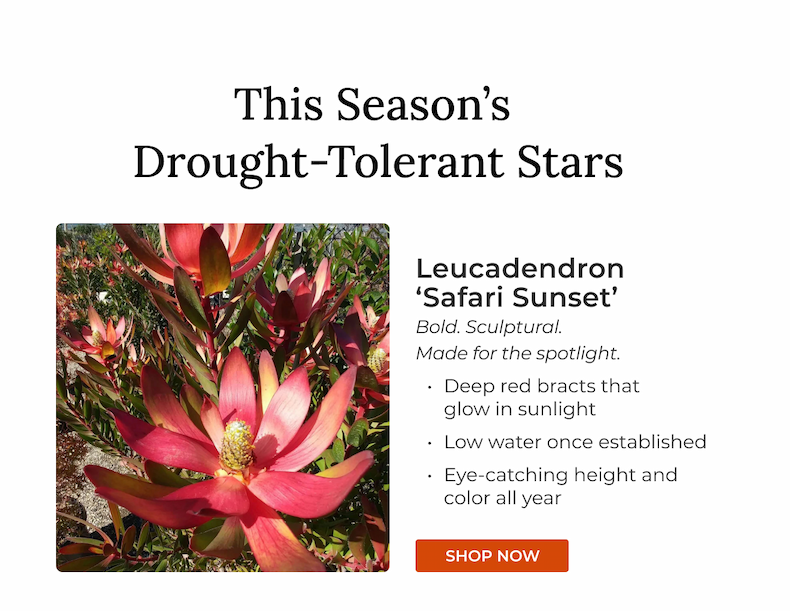 Leucadendron 'Safari Sunset'