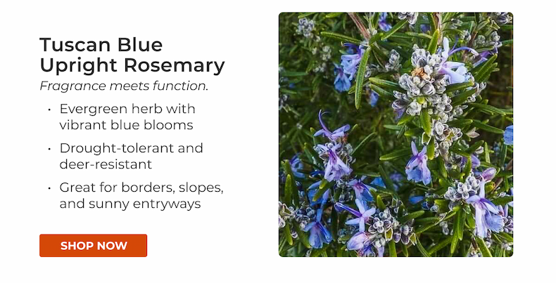 Tuscan Blue Upright Rosemary