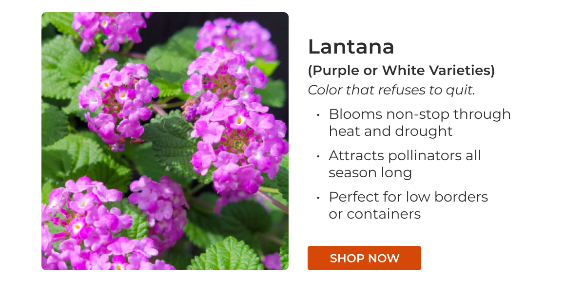 Lantana