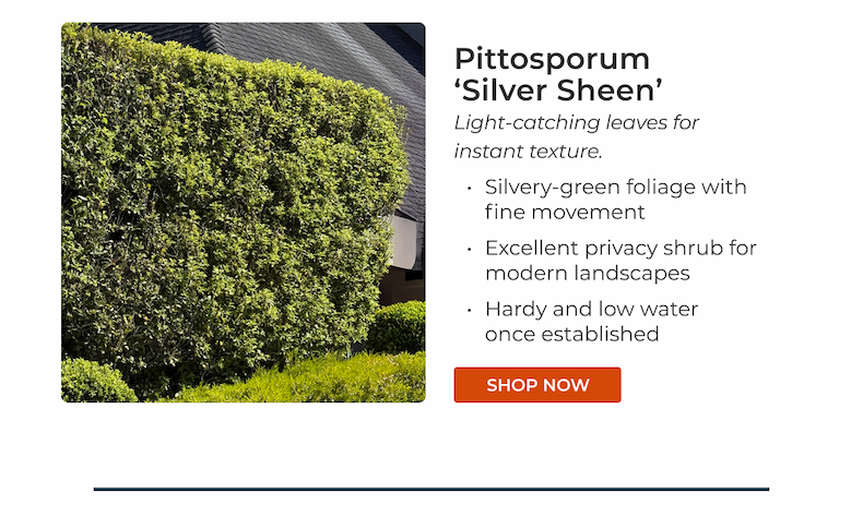 Pittosporum 'Silver Sheen'