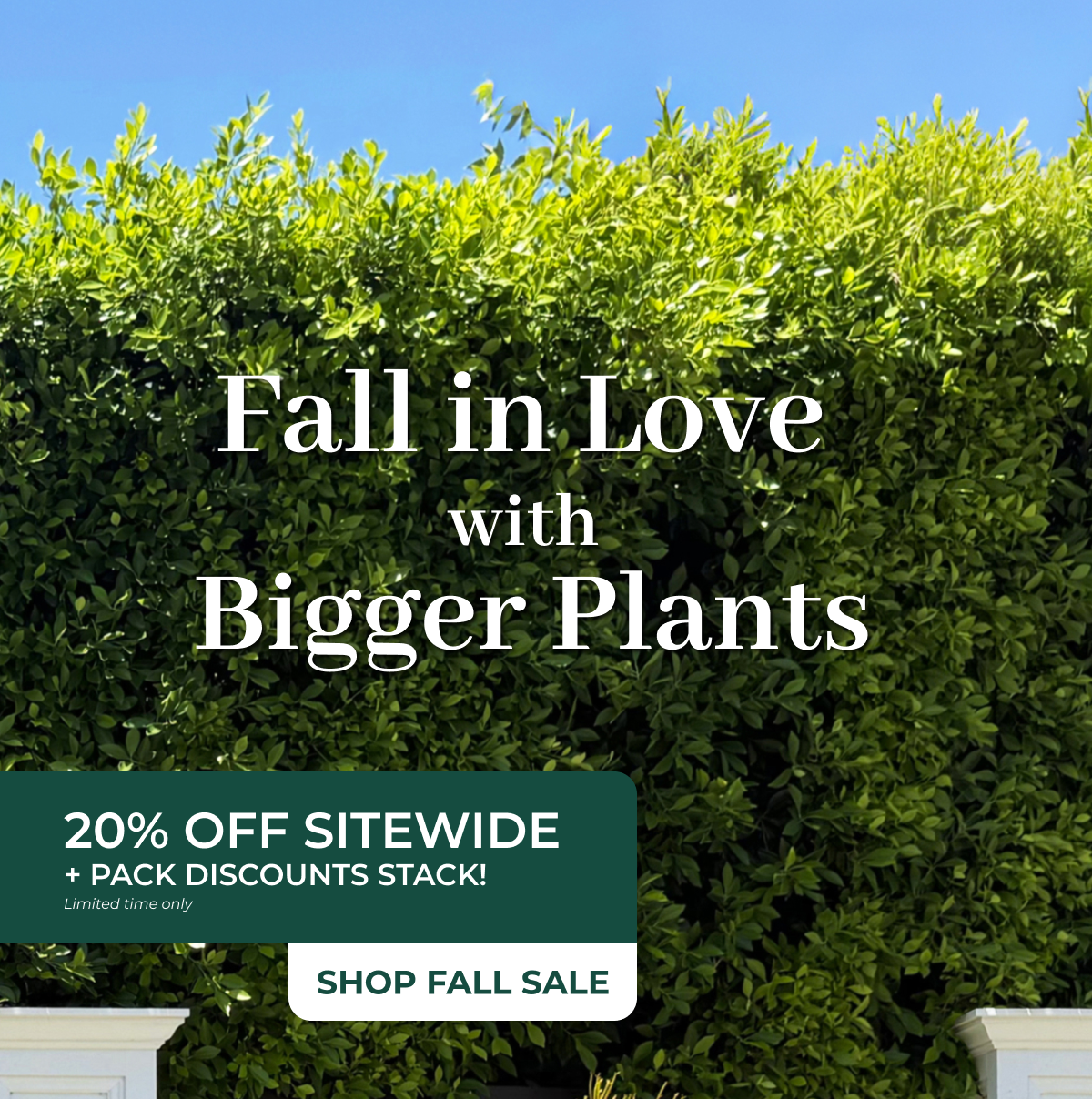 Fall in Love with Bigger Plants
