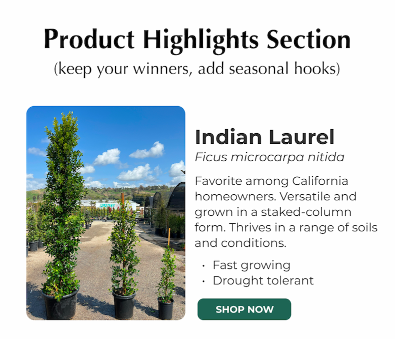 Indian Laurel