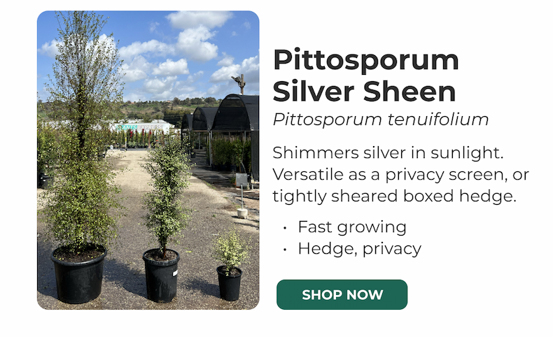 Pittosporum Silver Sheen