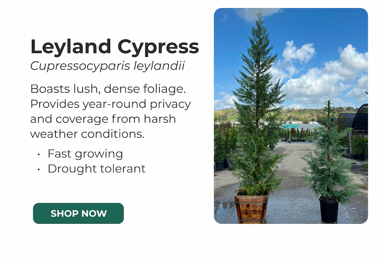 Leyland Cypress