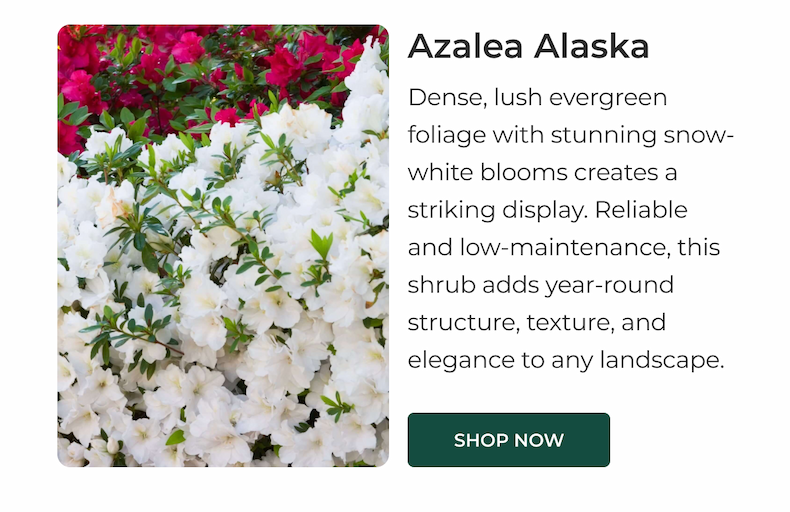 Azalea Alaska
