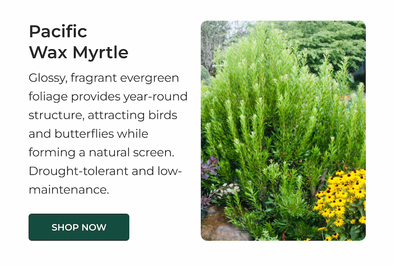 Pacific Wax Myrtle