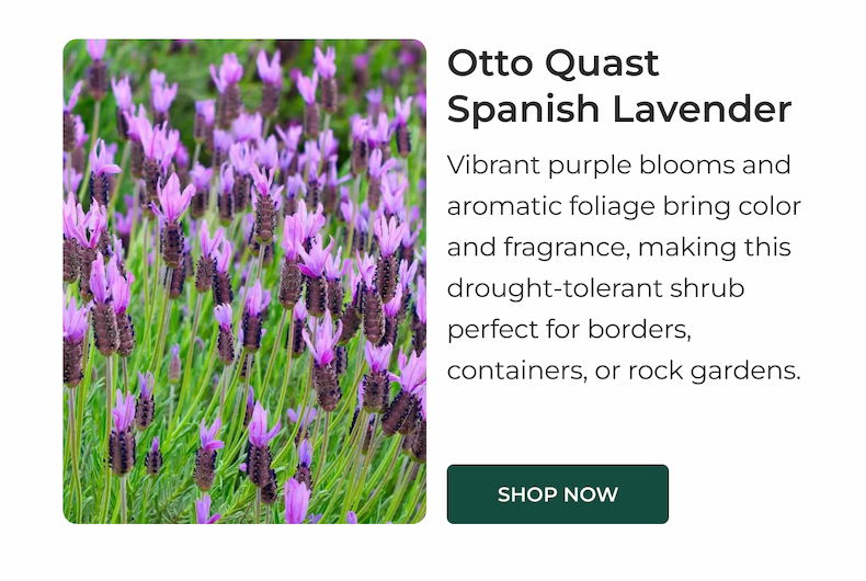 Otto Quast Spanish Lavender