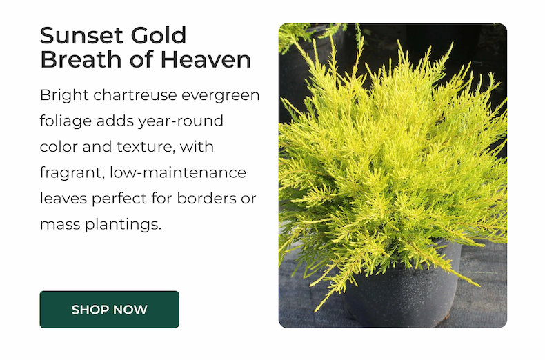 Sunset Gold Breath of Heaver