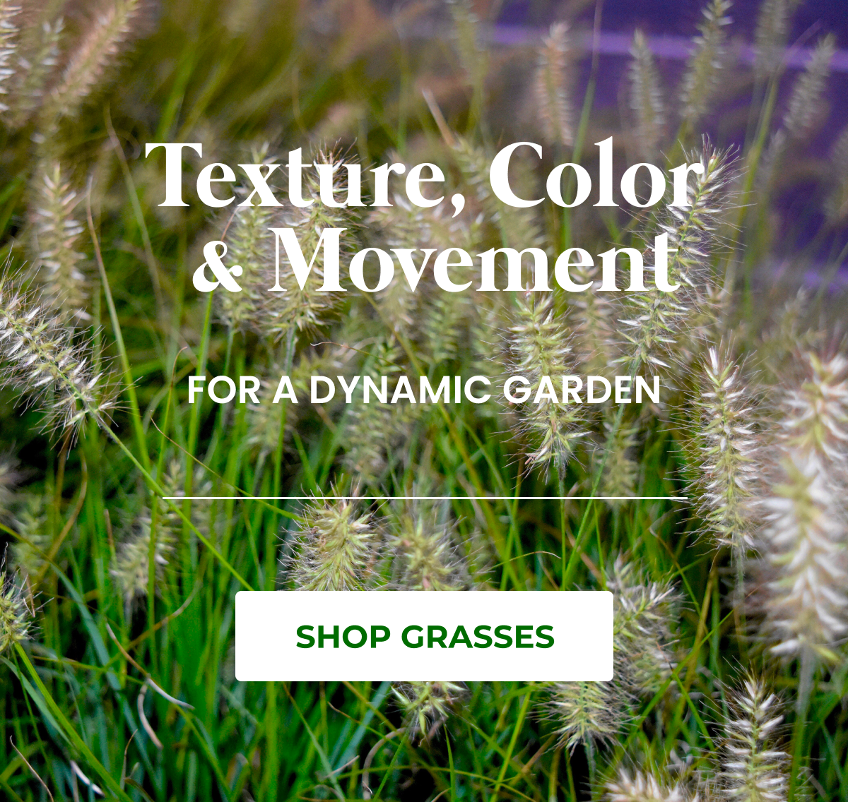 Texture, Color & Movement FOR A DYNAMIC GARDEN