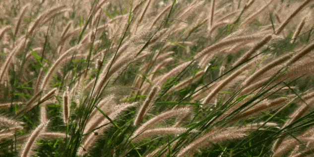 Mexican feather grass 