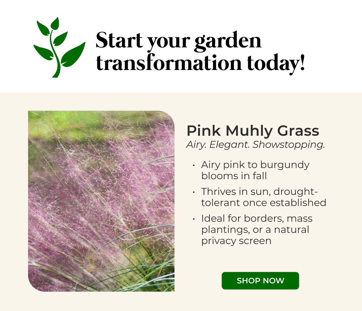 Pink Muhly Grass