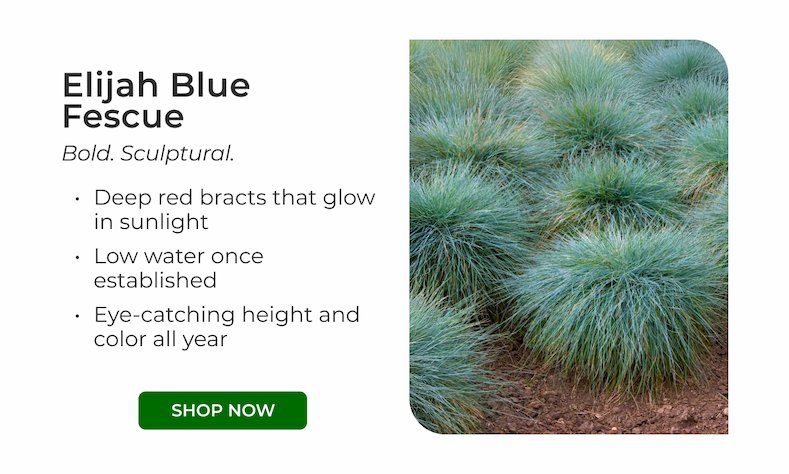 Elijah Blue Fescue