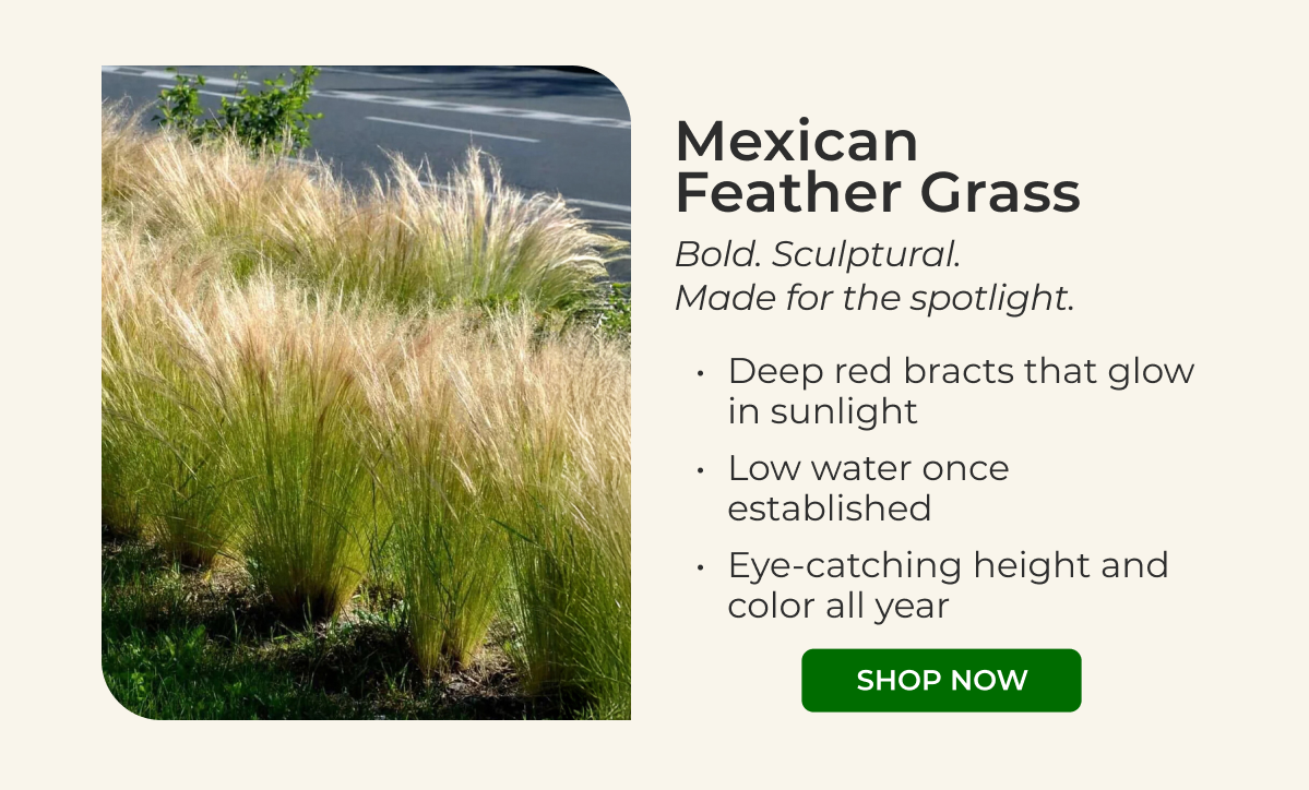 Mexican Feather Grass