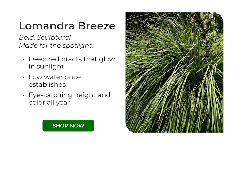 Lomandra Breeze