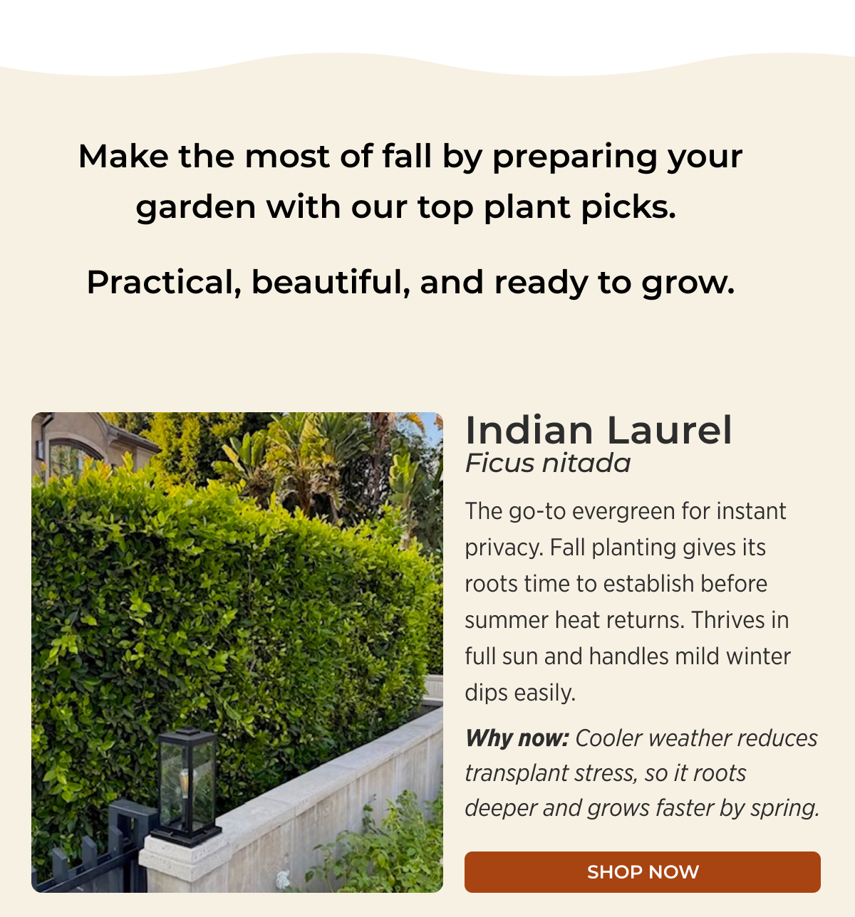 Indian Laurel Ficus nitada