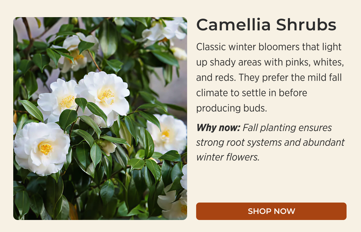 Camellia Shrubs