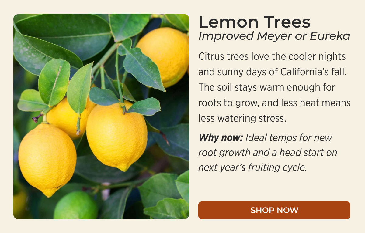 Lemon Trees Improved Meyer or Eureka