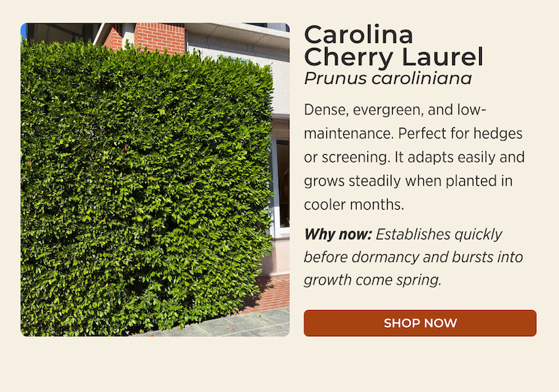 Carolina Cherry Laurel
