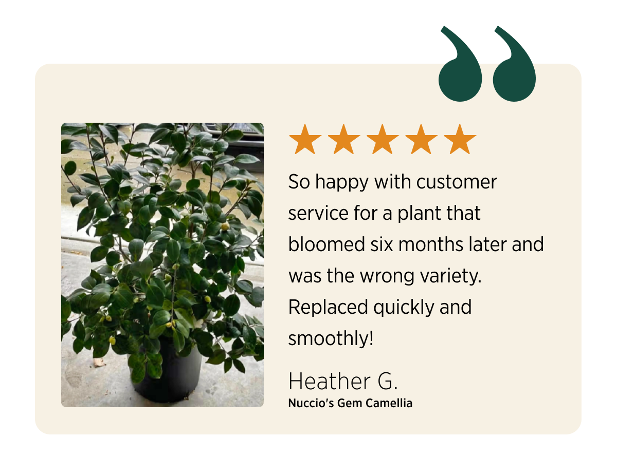 customer testimonial