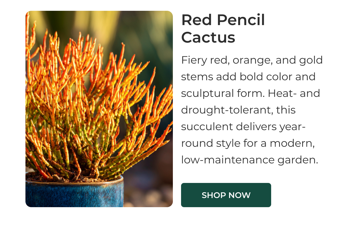 Red Pencil Cactus