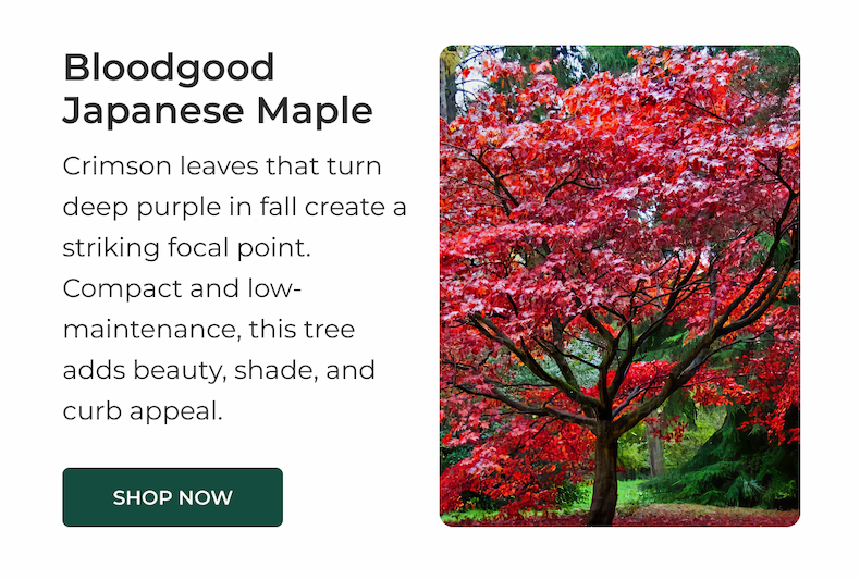 Bloodgood Japanese Maple