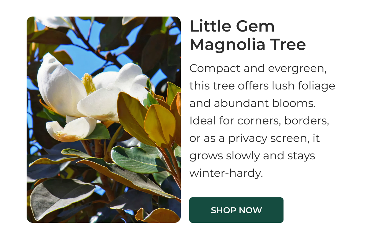 Little Gem Magnolia Tree