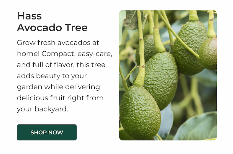 Hass Avocado Tree
