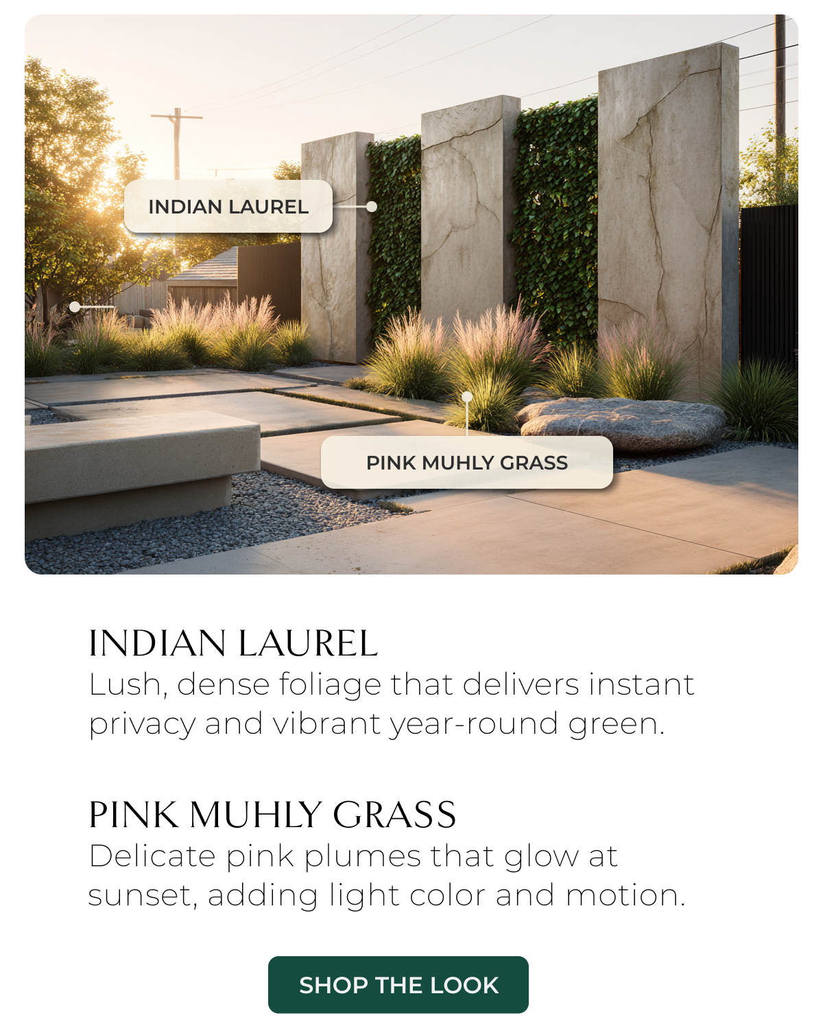 INDIAN LAUREL Lush, dense foliage that delivers instant privacy and vibrant year-round green.  PINK MUHLY GRASS Delicate pink plumes that glow at sunset, adding light color and motion.