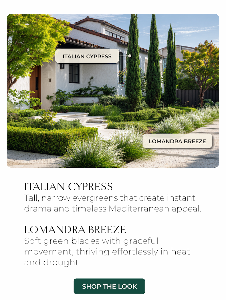 ITALIAN CYPRESS Tall, narrow evergreens that create instant drama and timeless Mediterranean appeal.  LOMANDRA BREEZE Soft green blades with graceful movement, thriving effortlessly in heat and drought.
