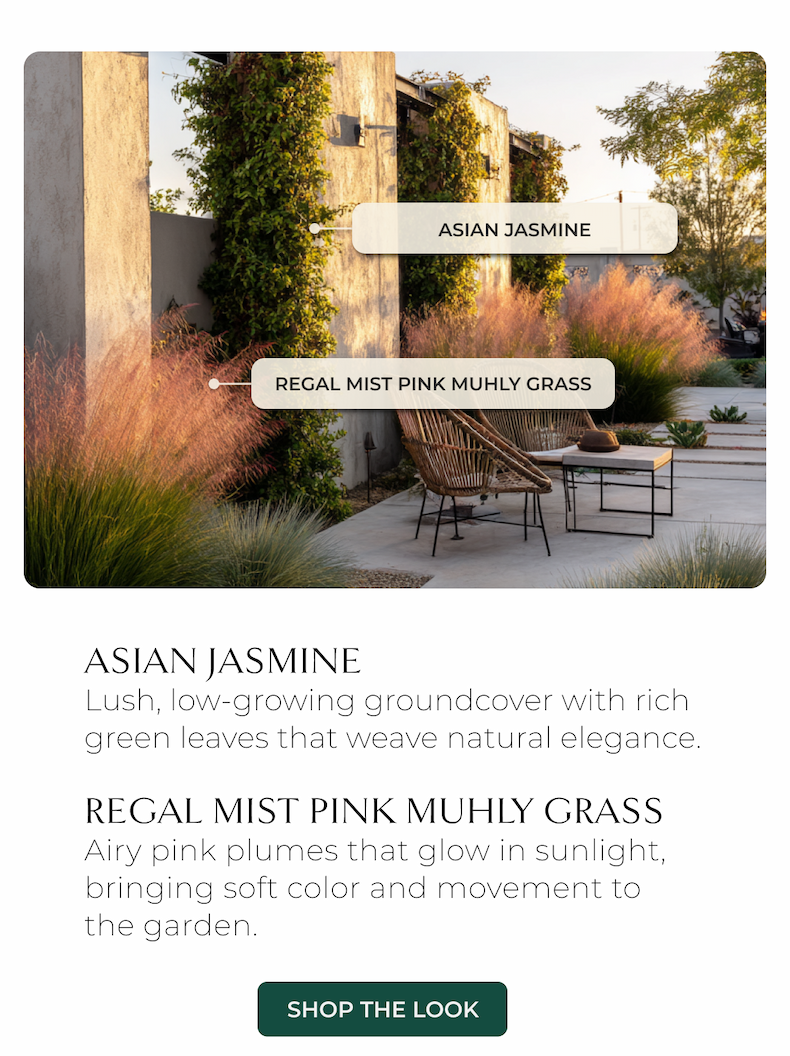 ASIAN JASMINE Lush, low-growing groundcover with rich green leaves that weave natural elegance  REGAL MIST PINK MUHLY GRASS Airy pink plumes that glow in sunlight, bringing soft color and movement to the garden.