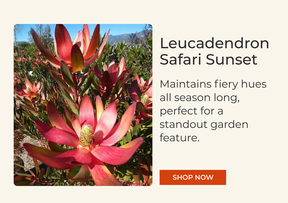 Leucadendron Safari Sunset